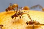 El Ministerio de Agricultura informa que la mosca del Mediterráneo ya está erradicada