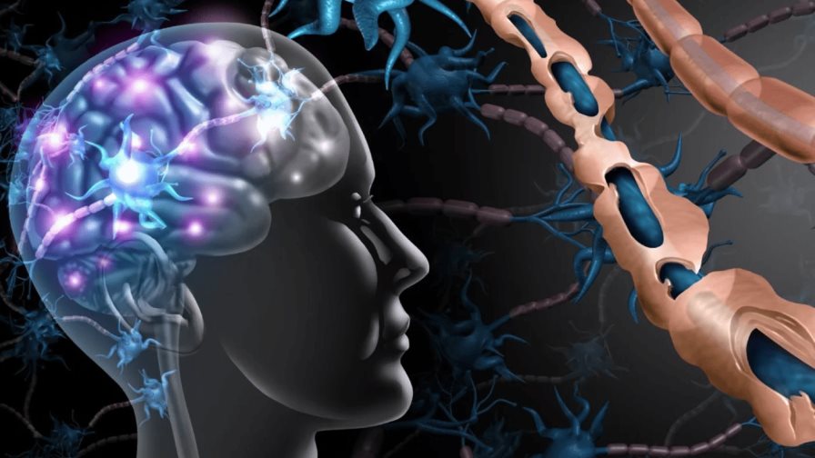 Revelan la función de una sinapsis cerebral que puede ser útil contra esclerosis y cáncer
