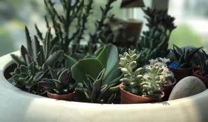 Cactus y suculentas preferidas del 2024