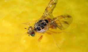 Proyecto de ley busca mejorar la protección contra plagas y enfermedades