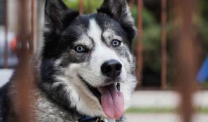 Husky que aúlla