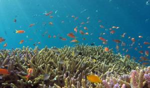 El mayor estudio de ADN oceánico vislumbra las infinitas aplicaciones de la vida marina