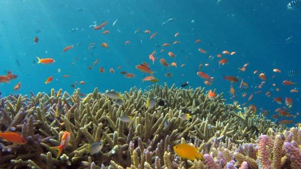 El mayor estudio de ADN oceánico vislumbra las infinitas aplicaciones de la vida marina