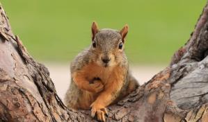 Arrestan a un hombre de NY por pintar con aerosol a ardillas que entraban a su jardín