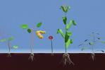 El impacto del glifosato en las plantas y el medio ambiente El impacto del glifosato en las plantas y el medio ambiente