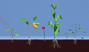 El impacto del glifosato en las plantas y el medio ambiente