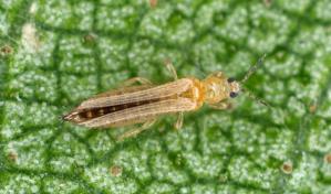 Plaga causa daños en 115,000 tareas de habichuelas en el suroeste de RD