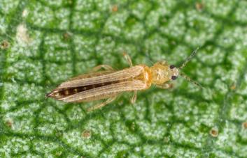 Plaga causa daños en 115,000 tareas de habichuelas en el suroeste de RD