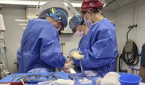 Experimento muestra cómo los cerdos podrían ayudar a personas con insuficiencia hepática
