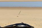 Francia prohíbe temporalmente la pesca en el Atlántico para proteger a los delfines Francia prohíbe temporalmente la pesca en el Atlántico para proteger a los delfines
