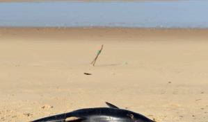 Francia prohíbe temporalmente la pesca en el Atlántico para proteger a los delfines