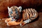 Nacen en China tres cachorros de la especie de tigre más amenazada del mundo Nacen en China tres cachorros de la especie de tigre más amenazada del mundo