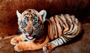 Nacen en China tres cachorros de la especie de tigre más amenazada del mundo