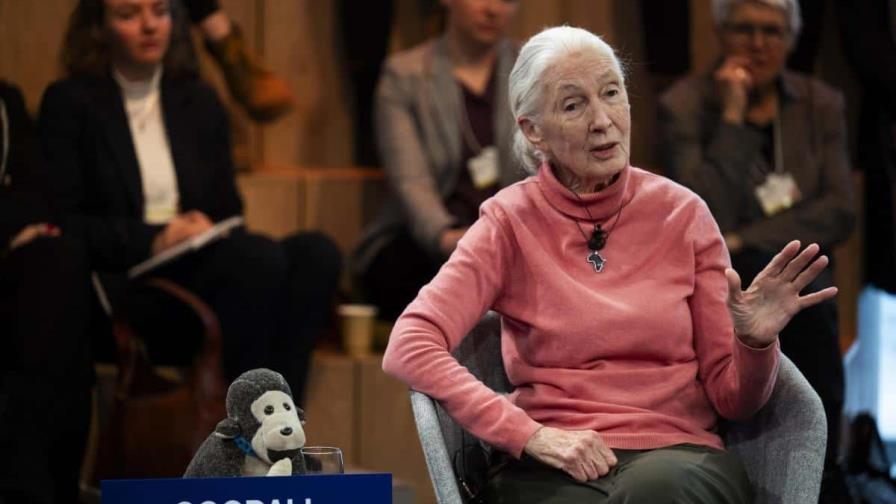 Jane Goodall, primatóloga: Los ecosistemas colapsarán como un tapiz que se queda sin hilos