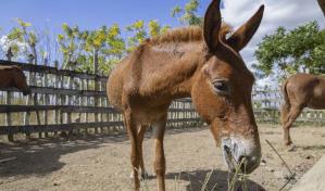De la labranza a la aventura: el renacer de los mulos en la República Dominicana