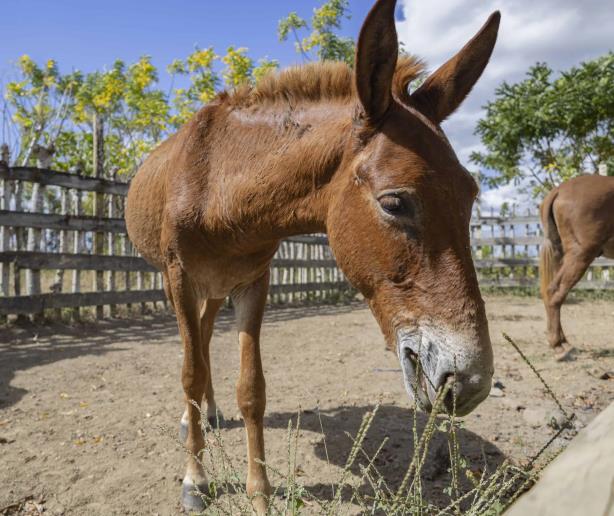 De la labranza a la aventura: el renacer de los mulos en la República Dominicana