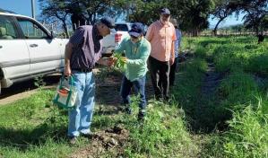 Especialista de Universidad de California evaluará plaga en habichuelas de RD