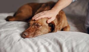 Mi perra vomita las heces