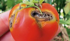 Sanidad Vegetal supervisa plagas cuarentenarias ausentes en el pa&iacute;s