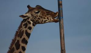El viaje de 2,000 kilómetros de la jirafa Benito, un triunfo de los animalistas en México