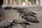 Nicaragua ha liberado en el Pacífico 51,000 tortugas, una especie en peligro de extinción Nicaragua ha liberado en el Pacífico 51,000 tortugas, una especie en peligro de extinción
