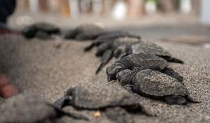 Nicaragua ha liberado en el Pacífico 51,000 tortugas, una especie en peligro de extinción