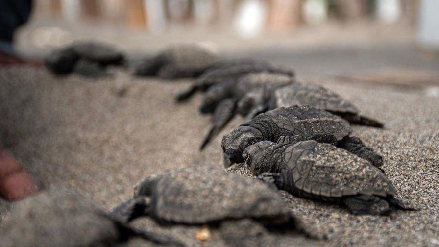 Nicaragua ha liberado en el Pacífico 51,000 tortugas, una especie en peligro de extinción