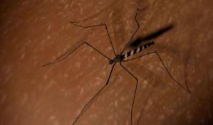 La importancia de prevenir el paludismo