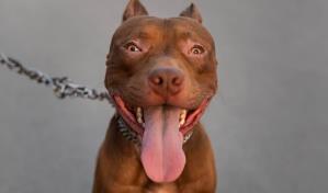 Perros pitbull que atacaron a señora en Santiago pasarán 15 días en aislamiento