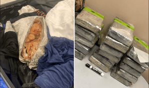 Hombre es atrapado con 40 libras de cocaína camufladas entre camarones congelados en NY