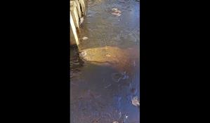 Caimanes congelados: Llegada de onda fría les permite exhibir una habilidad de supervivencia