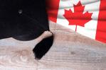 Canadá reduce cantidad de visas de estudiantes que aprobará por año Canadá reduce cantidad de visas de estudiantes que aprobará por año