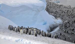 Descubren en la Antártida cuatro colonias de pingüinos emperador hasta ahora desconocidas