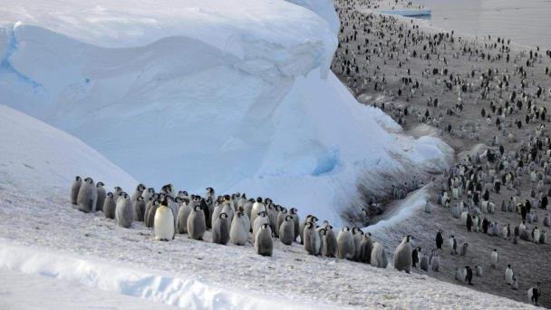 Descubren en la Antártida cuatro colonias de pingüinos emperador hasta ahora desconocidas