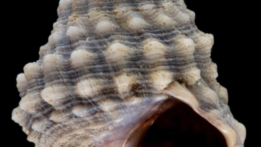 Presentan listado de los moluscos asociados al litoral rocoso del Malecón de Santo Domingo