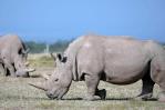 Primera fecundación in vitro de un rinoceronte blanco, un avance para salvar la especie