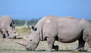 Primera fecundación in vitro de un rinoceronte blanco, un avance para salvar la especie