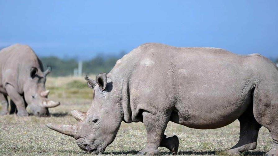 Primera fecundación in vitro de un rinoceronte blanco, un avance para salvar la especie