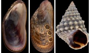 Revista científica presenta estudio sobre moluscos en el Malecón de Santo Domingo