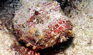 ¿Cómo es el pez piedra?, el que puso en peligro la vida de Marcos Díaz al pisarlo