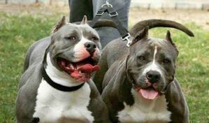 Dos perros pitbull matan a una doctora en Nicaragua, la tercera víctima de canes en un mes