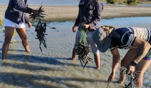 Retiran más de 200 trampas para flamencos en Estero Balsa, Montecristi