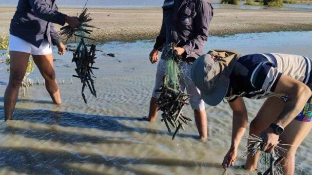 Retiran más de 200 trampas para flamencos en Estero Balsa, Montecristi