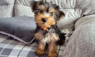 Consejos para iniciar los paseos con tu cachorro