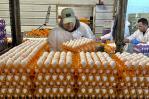 Gripe aviar devasta granjas en California; brotes afectan a la industria avícola Gripe aviar devasta granjas en California; brotes afectan a la industria avícola