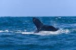 Avistamiento de ballenas en Samaná, un espectáculo natural que no te puedes perder