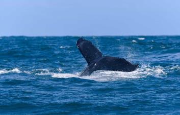 Avistamiento de ballenas en Samaná, un espectáculo natural que no te puedes perder
