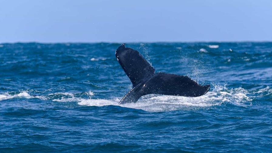 Avistamiento de ballenas en Samaná, un espectáculo natural que no te puedes perder
