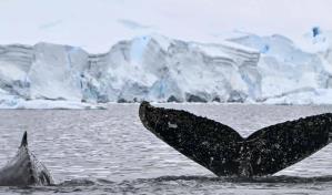 La Antártida, el termómetro mundial sobre la contaminación con microplásticos