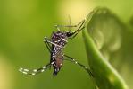 Ministro de Salud y OPS coordinan plan estratégico contra el dengue